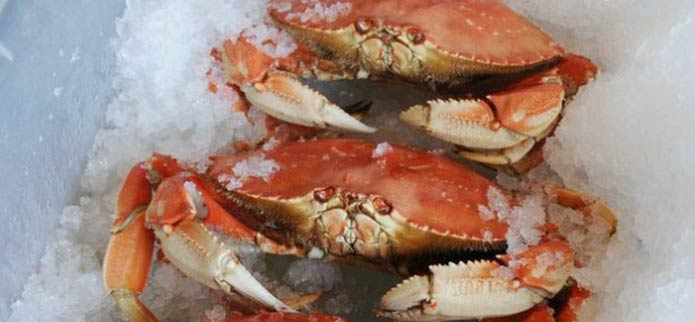 How to Catch Your Own Dungeness Crab Meal  Off the Oregon Coast