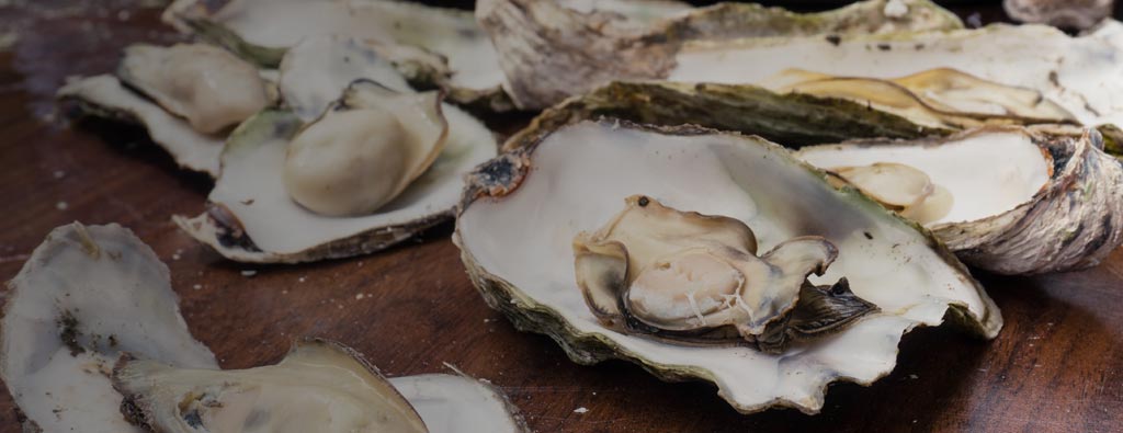 Where Can I Find the Best Oysters on Oregon’s Adventure Coast? 