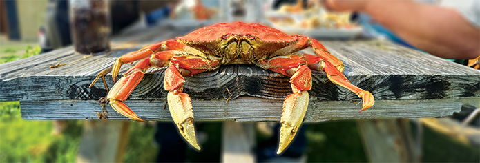 Dungeness crab on picnic table