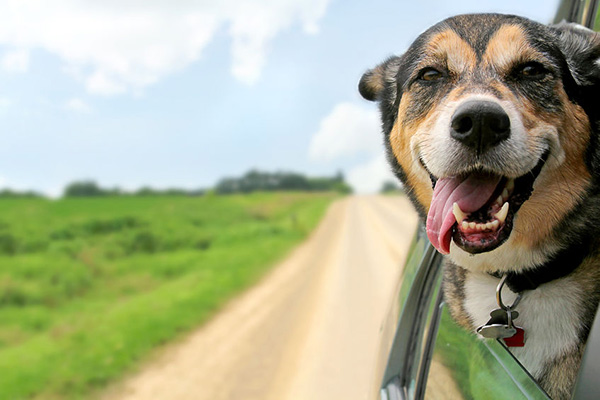 Carol’s Pet Sitting - Happy Dog on Road Trip