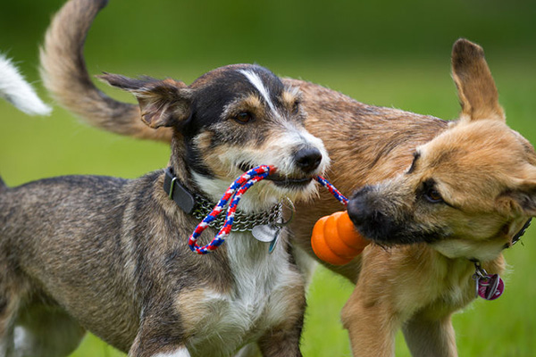 Riverview Kennels - two dogs with chew pull toy